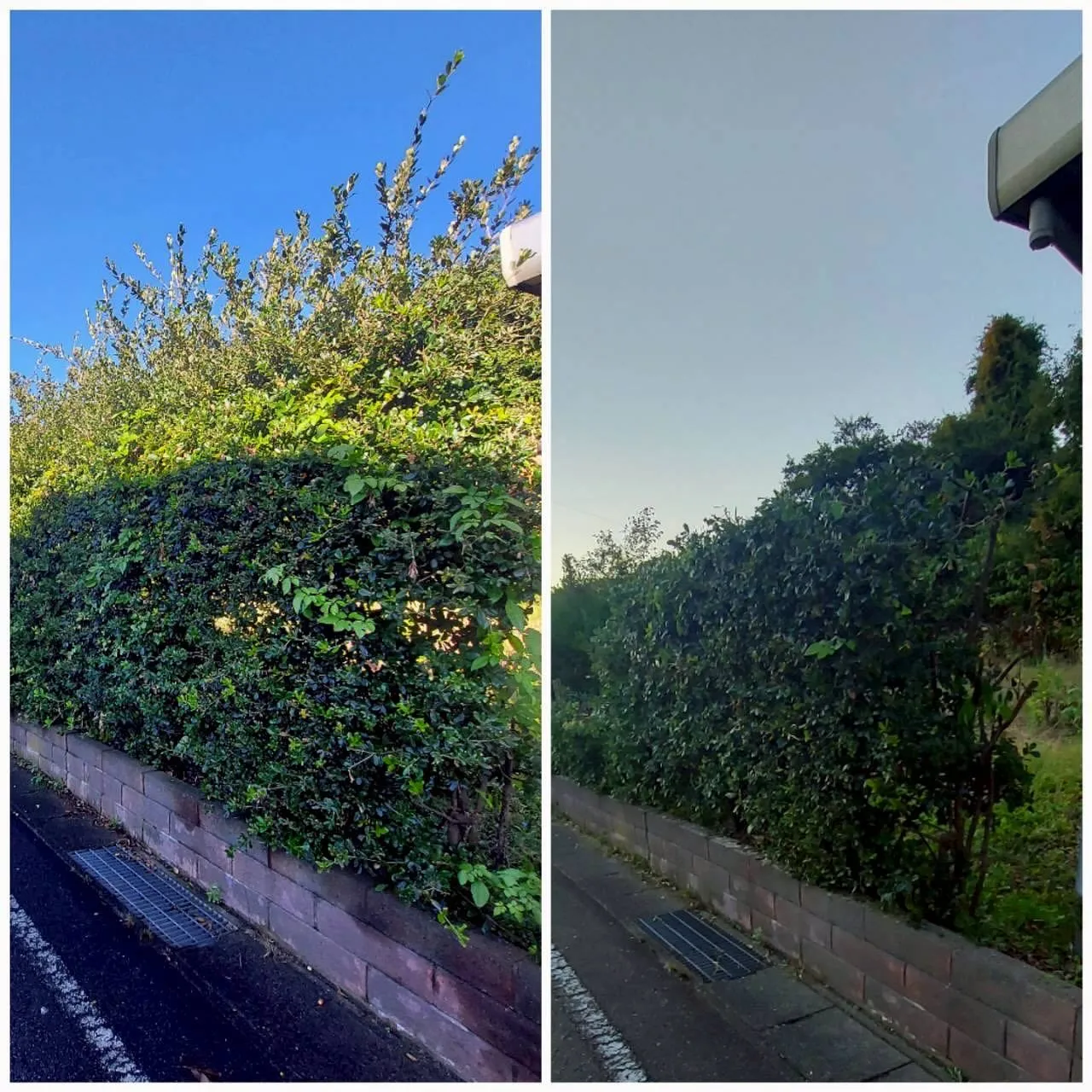 剪定、木の伐採