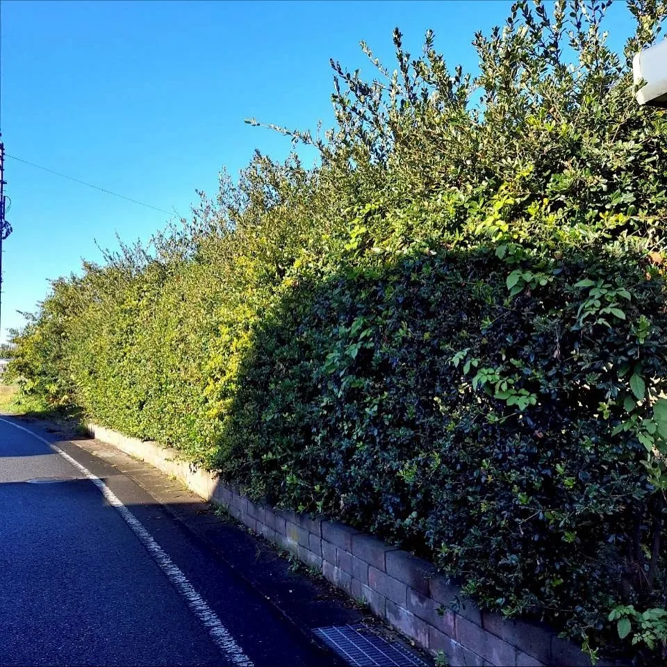こんにちは！新潟県柏崎市の便利屋猫の手です🐾🌿✨我々は、地元...