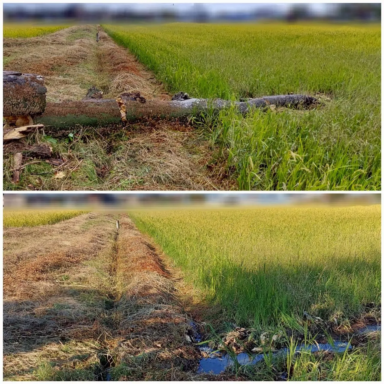 新潟県柏崎市便利屋猫の手です。