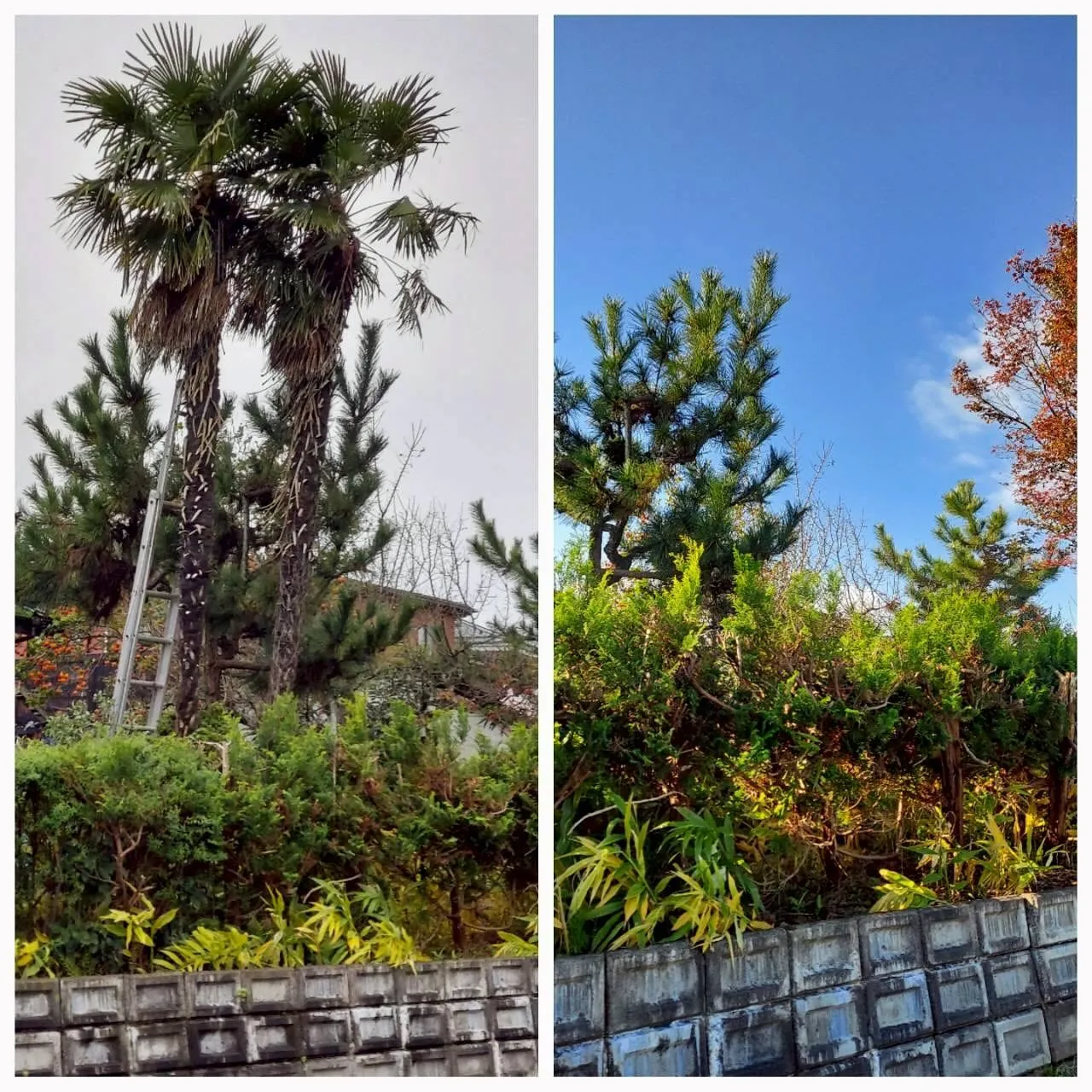 新潟県柏崎市便利屋猫の手です。