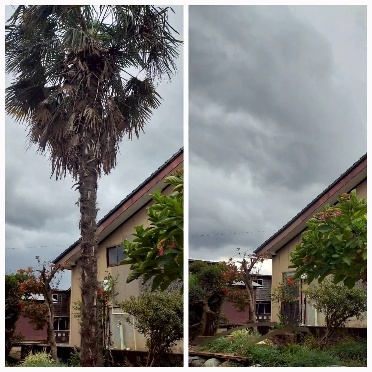 新潟県柏崎市便利屋猫の手です。