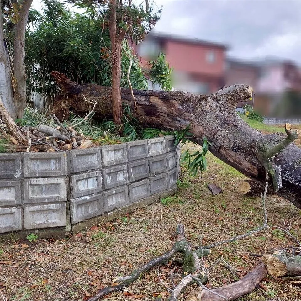 新潟県柏崎市便利屋猫の手です。