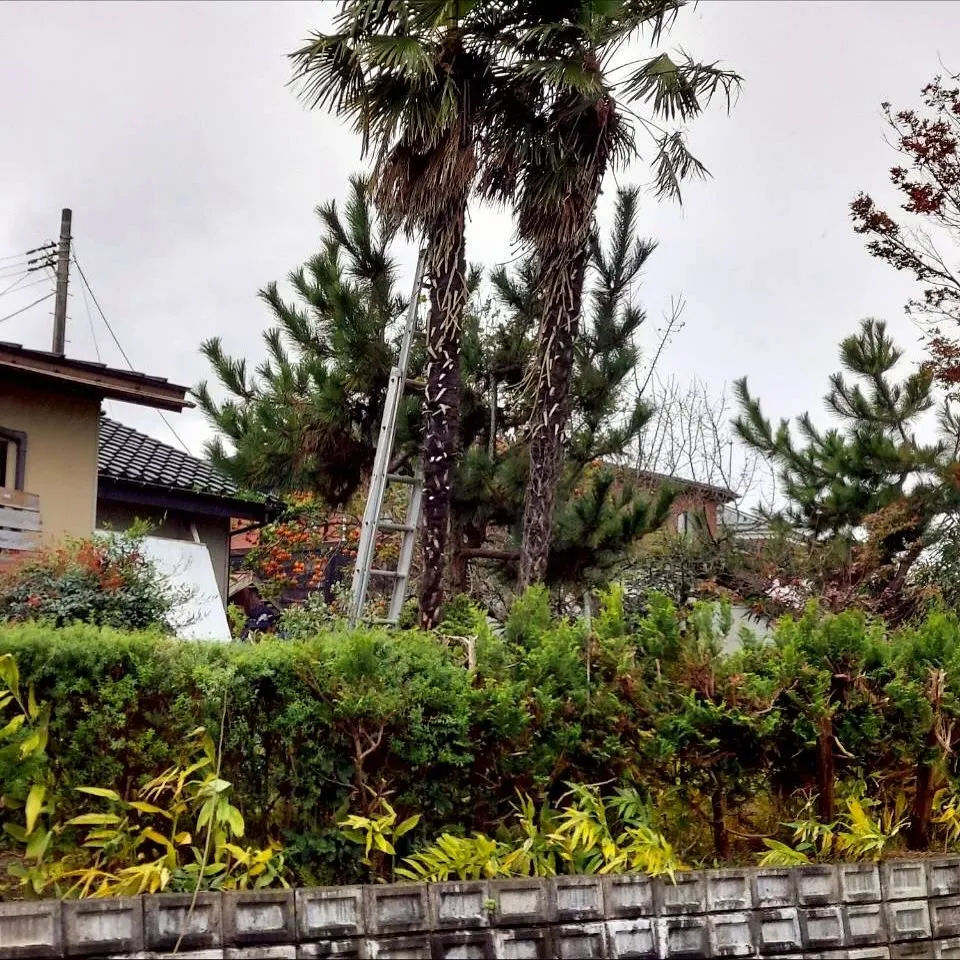 新潟県柏崎市便利屋猫の手です。