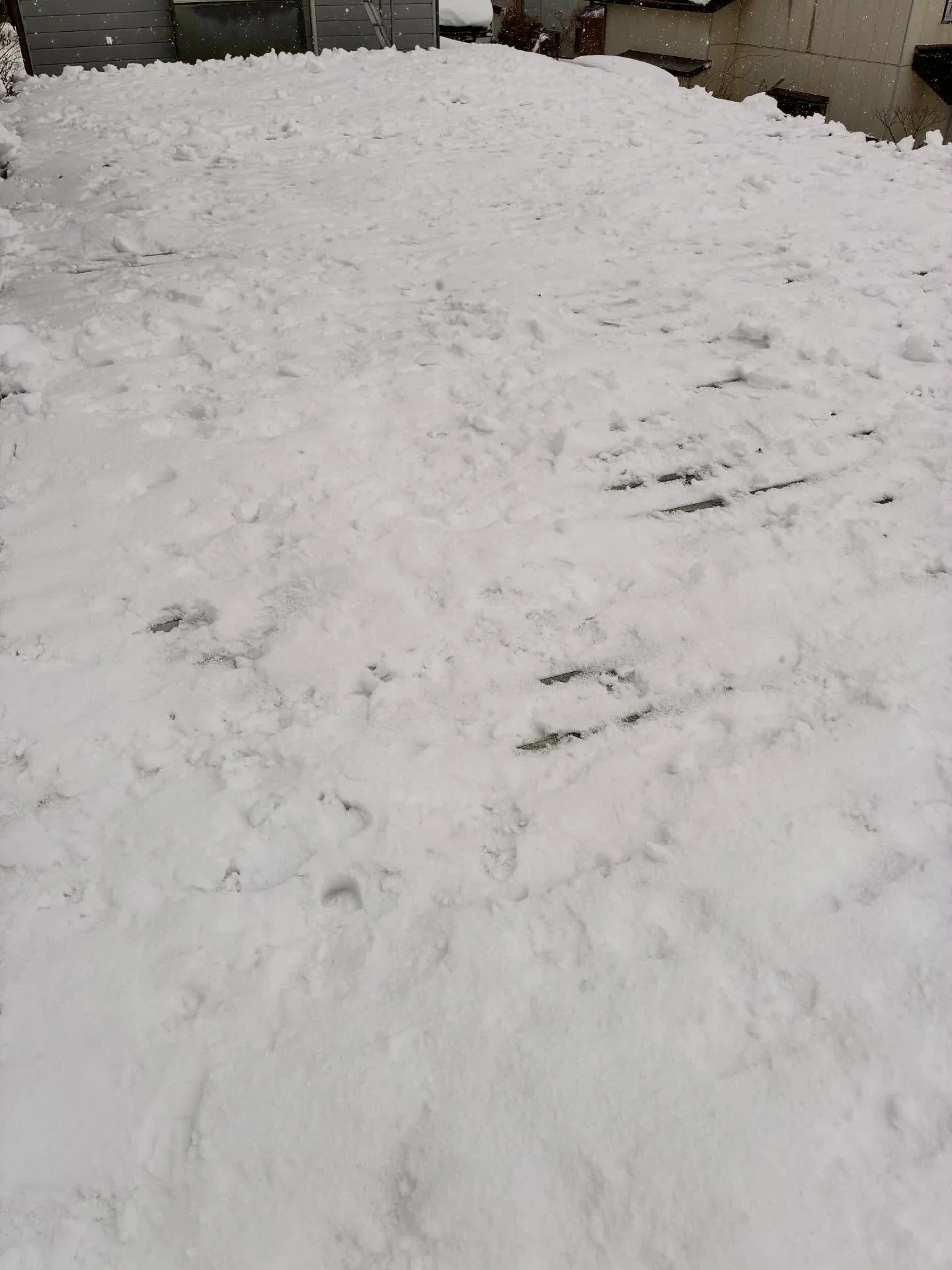 柏崎市便利屋猫の手は本日も除雪ばかり💦